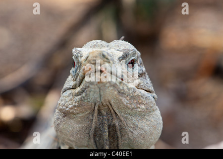 Massa Hispaniolan Iguana, Cyclura ricordii, Isla Cabritos National Park, lago Enriquillo, Repubblica Dominicana Foto Stock
