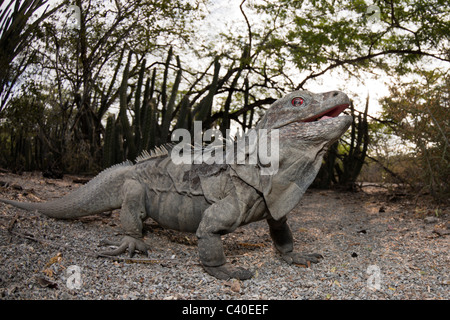 Massa Hispaniolan Iguana, Cyclura ricordii, Isla Cabritos National Park, lago Enriquillo, Repubblica Dominicana Foto Stock
