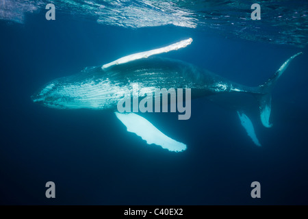 Humpback Whale, Megaptera novaeangliae, penisola di Samana, Repubblica Dominicana Foto Stock