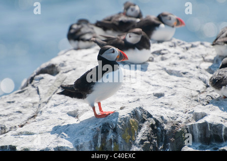 Puffin (Fratercula Arctica) Isola di fiocco isole farne Seahouses Northumberland Inghilterra Foto Stock