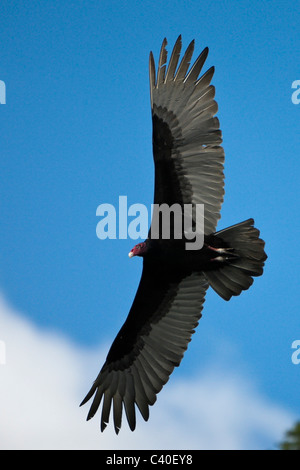 La Turchia avvoltoio in volo, Cathartes aura, Parco Nazionale Los Haitises, Repubblica Dominicana Foto Stock