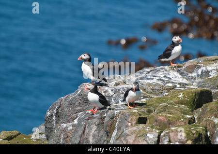 Puffin (Fratercula Arctica) Isola di fiocco isole farne Seahouses Northumberland Inghilterra Foto Stock