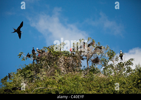 Magnifica Frigatebirds sull isola degli uccelli La Cacata, Fregata magnificens, Parco Nazionale Los Haitises, Repubblica Dominicana Foto Stock