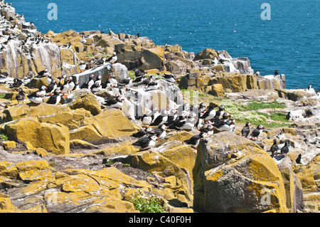 Puffin (Fratercula Arctica) farne interno isole farne Seahouses Northumberland Inghilterra Foto Stock