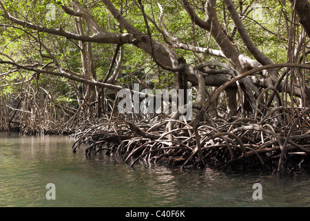 Le mangrovie Rhizophora, Parco Nazionale Los Haitises, Repubblica Dominicana Foto Stock