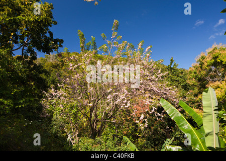 Colline dell'entroterra, Punta Rucia, Repubblica Dominicana Foto Stock