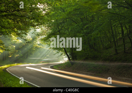 Esposizione a lungo su strada nella foresta di mattina Foto Stock