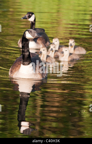 Coppia di Oche del Canada con cinque goslings lungo il fiume Avon, Warwickshire Foto Stock