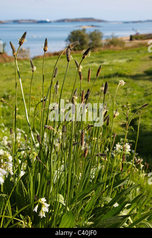 Pianta robusta di Ribwort piantaggine lanceolata Planzago crescendo in un bordo di campo vicino al mare nelle isole Scilly Foto Stock