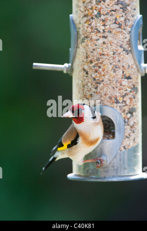 Cardellino sulle sementi di uccello alimentatore in primavera. Regno Unito Foto Stock