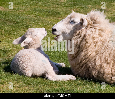 Bianco di fronte pecora a parlare con il suo lamb nel sole primaverile Foto Stock