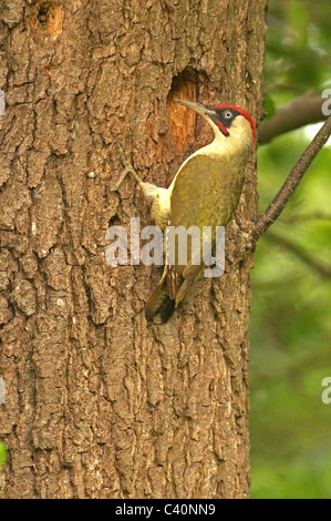 Maschio di picchio verde (Picus viridis) vicino al foro di nido Foto Stock