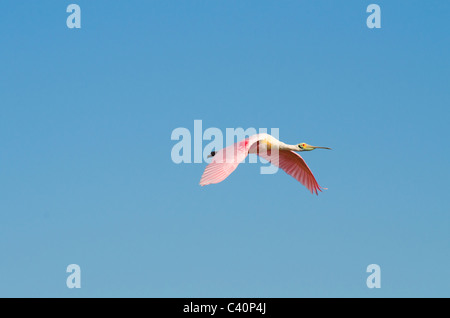 Spatola a rosea che vola contro un cielo blu senza nuvole Foto Stock