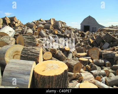 Grande albero rotondo di monconi con cielo blu in background Foto Stock