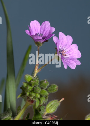 Cranesbill, Geranium molle, ritratto del fiore viola con bel al di fuori della messa a fuoco lo sfondo. Foto Stock