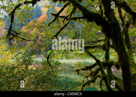 Doubs-Le Theusseret, Svizzera, Europa, Canton Giura, fiume, flusso, albero, MOSS, autunno Foto Stock