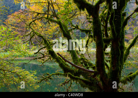 Doubs-Le Theusseret, Svizzera, Europa, Canton Giura, fiume, flusso, albero, MOSS, autunno Foto Stock