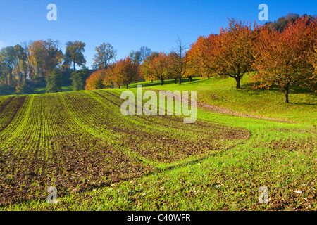 Gipf-Oberfrick, Svizzera, Europa, Canton Argovia, campo, alberi, boschi di latifoglie, ciliegi, autunno Foto Stock