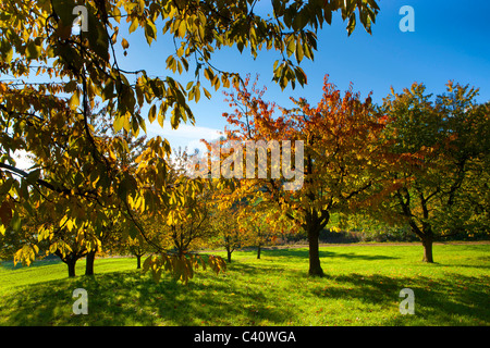 Gipf-Oberfrick, Svizzera, Europa, Canton Argovia, alberi, boschi di latifoglie, ciliegi, autunno Foto Stock