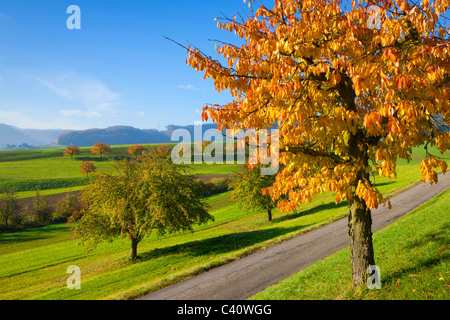 Gipf-Oberfrick, Svizzera, Europa, Canton Argovia, street, prati, alberi, boschi di latifoglie, ciliegi, autunno Foto Stock