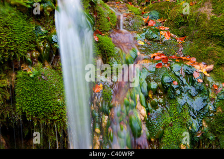 Le Theusseret, Svizzera, Europa, Canton Giura, Brook, MOSS, alghe, pietra di tufo Foto Stock