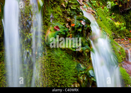 Le Theusseret, Svizzera, Europa, Canton Giura, Brook, MOSS, alghe, pietra di tufo Foto Stock