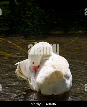 Toelettatura Oca Bianca - Preening al sole Foto Stock