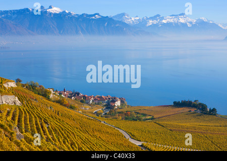 Rivaz, Svizzera, Europa, canton Vaud, Lavaux, area vitivinicola, patrimonio mondiale dell UNESCO, lago, il lago di Ginevra, vigneti, villaggio Foto Stock