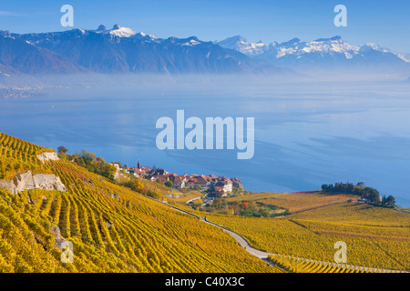 Rivaz, Svizzera, Europa, canton Vaud, Lavaux, area vitivinicola, patrimonio mondiale dell UNESCO, lago, il lago di Ginevra, vigneti, villaggio Foto Stock