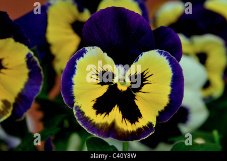 Viola wittrockiana fiori in estate Foto Stock