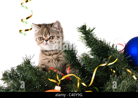 Striped fluffy gattino sul ramo di un albero di natale Foto Stock