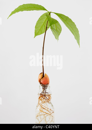 Pianta di avocado che cresce in Water.Sustainable vivere, concetto di lifestyle sostenibile Foto Stock