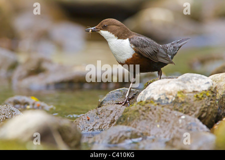 Alimentazione del bilanciere in un piccolo fiume. Foto Stock