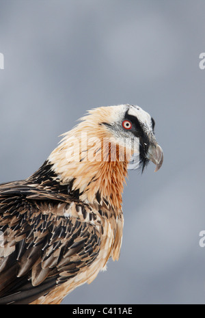 Gipeto, Lammergeier (Gypaetus barbatus). Ritratto di adulto. Spagna. Foto Stock