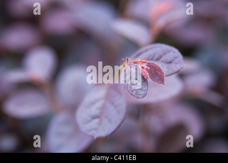 Loropetalum chinense var. rubrum Foto Stock