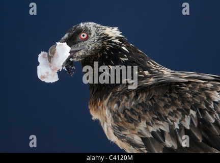 Gipeto, Lammergeier (Gypaetus barbatus). Subadult con un pezzo di carne congelata nel suo becco. Spagna. Foto Stock