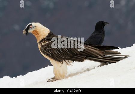 Gipeto, Lammergeier (Gypaetus barbatus). Adulto in piedi nella neve con comuni Corvo Imperiale (Corvus corax) in background. Spagna. Foto Stock