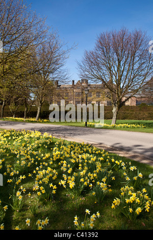 Sole primaverile e narcisi Gisborough Hall, Guisborough, Cleveland Foto Stock