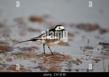 Pied wagtail, Motacilla alba yarrellii, singolo uccello mediante acqua, Midlands, Aprile 2011 Foto Stock