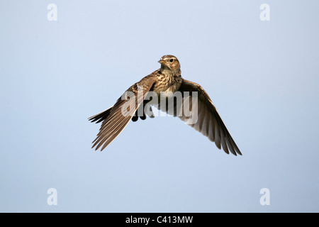 Allodola, Alauda arvense, singolo uccello in volo, Midlands, Aprile 2011 Foto Stock