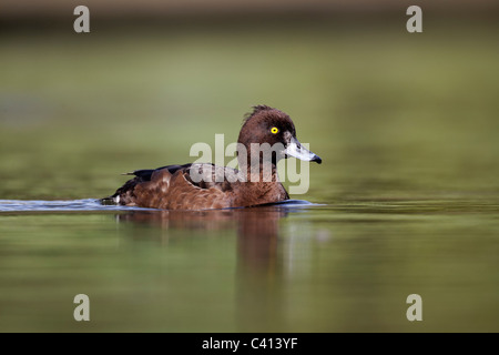 Moretta, Aythya fuligula, unica donna sull'acqua, Londra, Midlands, Aprile 2011 Foto Stock