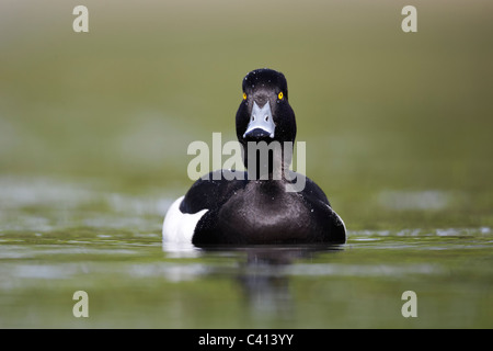 Moretta, Aythya fuligula, singolo maschio su acqua, Londra, Midlands, Aprile 2011 Foto Stock