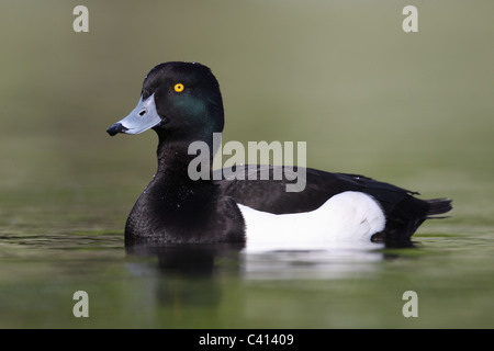 Moretta, Aythya fuligula, singolo maschio su acqua, Londra, Midlands, Aprile 2011 Foto Stock