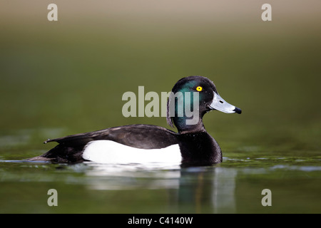 Moretta, Aythya fuligula, singolo maschio su acqua, Londra, Midlands, Aprile 2011 Foto Stock