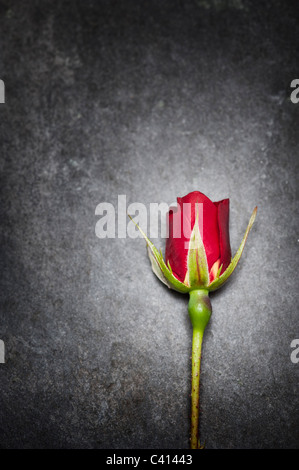 Rosa 'Etoile de hollande' Red Rose su ardesia Foto Stock