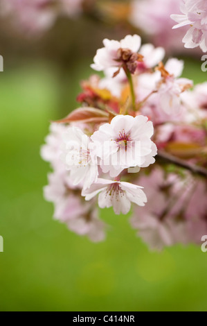 Prunus 'Takasago' blossom Foto Stock