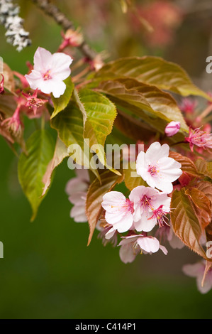 Prunus 'Benden' in fiore Foto Stock