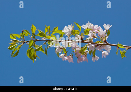 Prunus Rosa Shell (Ciliegio ornamentale fiore) Foto Stock