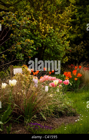 Giardino confine con una miscela di tulip varietà tra cui 'Spring verde', 'Shirley' e 'Albicocca Parrot' Foto Stock