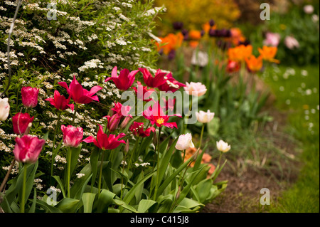 Giardino confine con una miscela di tulip varietà tra cui 'Doll il Minuetto', 'emisfero' e 'Angelique" Foto Stock